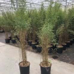 Niet Woekerende Bamboe (Fargesia 'Jiuzhaigou') -Aanbiedingen Tuin Verrassing Winkel fargesia jiu