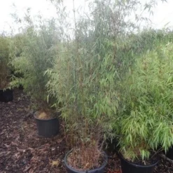 Niet Woekerende Bamboe (Fargesia 'Jiuzhaigou') -Aanbiedingen Tuin Verrassing Winkel fargesia jiu 125 150 175 c30