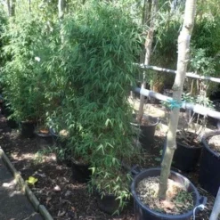 Niet Woekerende Bamboe (Fargesia 'Jiuzhaigou') -Aanbiedingen Tuin Verrassing Winkel fargesia jiu 125 150 c12