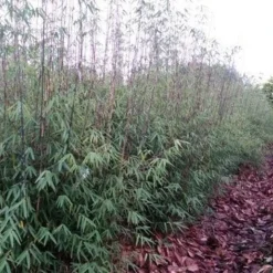 Niet Woekerende Bamboe (Fargesia 'Jiuzhaigou') -Aanbiedingen Tuin Verrassing Winkel fargesia jiuzaghou 4 1