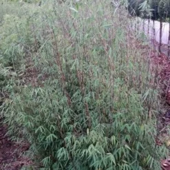 Niet Woekerende Bamboe (Fargesia 'Jiuzhaigou') -Aanbiedingen Tuin Verrassing Winkel fargesia jiuzaghou 4 2