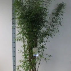 Niet Woekerende Bamboe (Fargesia 'Jiuzhaigou') -Aanbiedingen Tuin Verrassing Winkel fargesia juizhaigo 125 150 co. 18l kopie kopie