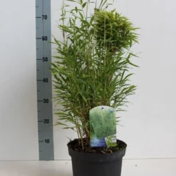 Niet Woekerende Bamboe (Fargesia Murieliae 'Bimbo') -Aanbiedingen Tuin Verrassing Winkel fargesia m bimbo 40 50 cm co. 5l kopie