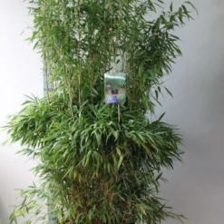 Niet Woekerende Bamboe (Fargesia Murieliae 'Jumbo') -Aanbiedingen Tuin Verrassing Winkel fargesia m super jumbo 125 150 co. 30l kopie
