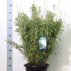 Niet Woekerende Bamboe (Fargesia Murieliae 'Bimbo') -Aanbiedingen Tuin Verrassing Winkel fargesia mur. bimbo 60 80 cm co. 12l