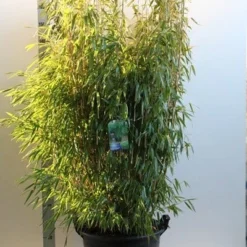 Niet Woekerende Bamboe (Fargesia Murieliae 'Jumbo') -Aanbiedingen Tuin Verrassing Winkel fargesia mur. super jumbo 150 175 cm co. 35l