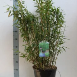 Niet Woekerende Bamboe (Fargesia Murieliae 'Jumbo') -Aanbiedingen Tuin Verrassing Winkel fargesia mur. super jumbo 60 80 cm co. 7.5l kopie