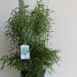 Niet Woekerende Bamboe (Fargesia Murieliae 'Jumbo') -Aanbiedingen Tuin Verrassing Winkel fargesia mur. super jumbo 80 100 cm co. 12l