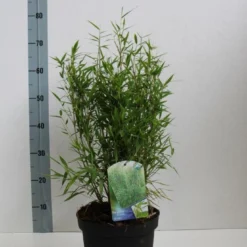 Niet Woekerende Bamboe (Fargesia Murieliae 'Bimbo') -Aanbiedingen Tuin Verrassing Winkel fargesia mur bimbo 40 60 co. 5l kopie