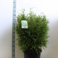 Niet Woekerende Bamboe (Fargesia Murieliae 'Bimbo') -Aanbiedingen Tuin Verrassing Winkel fargesia mur bimbo 60 80 cm co. 20l kopie