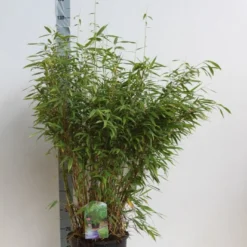 Niet Woekerende Bamboe (Fargesia Murieliae 'Jumbo') -Aanbiedingen Tuin Verrassing Winkel fargesia mur super jumbo 80 100 cm co. 12l. kopie