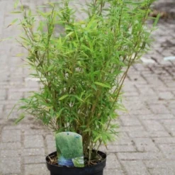 Niet Woekerende Bamboe (Fargesia Murieliae 'Bimbo') -Aanbiedingen Tuin Verrassing Winkel fargesia murieliae bimbo 3