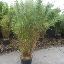 Niet Woekerende Bamboe (Fargesia Murieliae 'Jumbo') -Aanbiedingen Tuin Verrassing Winkel fargesia murieliae jumbo 150 175 c25