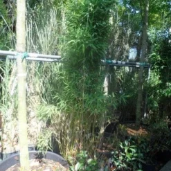 Niet Woekerende Bamboe (Fargesia Murieliae 'Jumbo') -Aanbiedingen Tuin Verrassing Winkel fargesia murieliae jumbo 175 200 c35