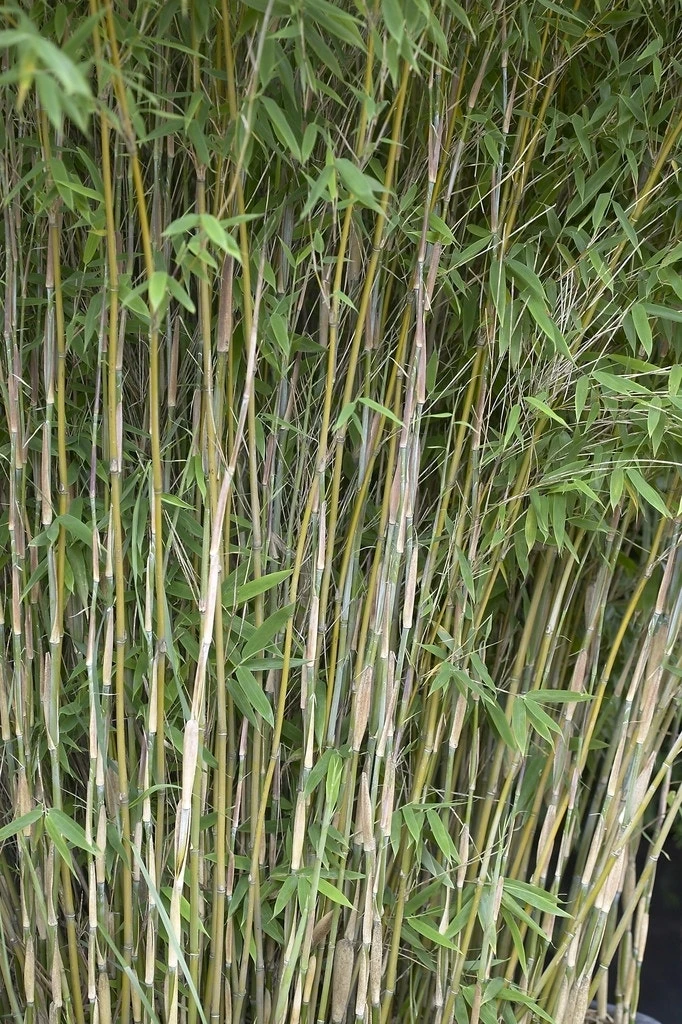 Bamboe (Fargesia Nitida 'Nymphenburg') 1 Bamboe (Fargesia Nitida 'Nymphenburg')