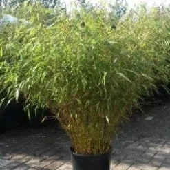 Bamboe (Fargesia Rufa) 17 Bamboe (Fargesia Rufa) -Aanbiedingen Tuin Verrassing Winkel fargesia rufa 1