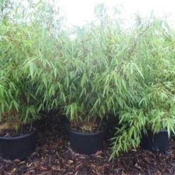 Bamboe (Fargesia Rufa) 24 Bamboe (Fargesia Rufa) -Aanbiedingen Tuin Verrassing Winkel fargesia rufa 100 125 c25