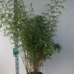 Bamboe (Fargesia Rufa) 21 Bamboe (Fargesia Rufa) -Aanbiedingen Tuin Verrassing Winkel fargesia rufa 125 150 co. 18l kopie kopie