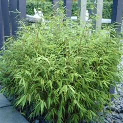 Bamboe (Fargesia Rufa) 16 Bamboe (Fargesia Rufa) -Aanbiedingen Tuin Verrassing Winkel fargesia rufa 3