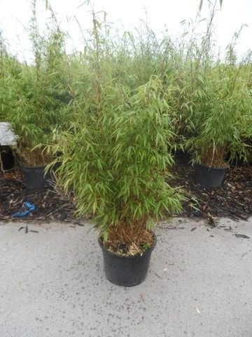 Bamboe (Fargesia Rufa) 11 Bamboe (Fargesia Rufa) - Afbeelding 11