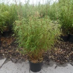 Bamboe (Fargesia Rufa) 22 Bamboe (Fargesia Rufa) -Aanbiedingen Tuin Verrassing Winkel fargesia rufa 80 100 c10