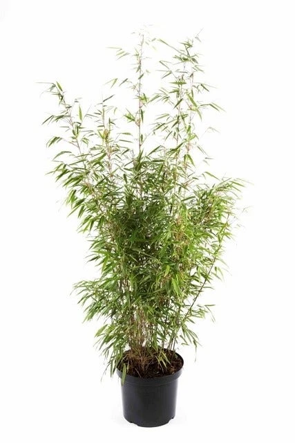 Bamboe (Fargesia Rufa) 1 Bamboe (Fargesia Rufa)