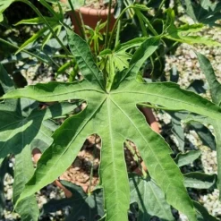 Vingerplant (Fatsia Polycarpa 'Green Fingers') -Aanbiedingen Tuin Verrassing Winkel fatisa polycarpa green fingers 2 1 1