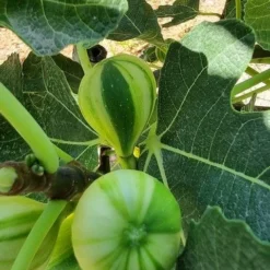 Vijg Op Stam (Ficus Carica 'Panache') -Aanbiedingen Tuin Verrassing Winkel ficus caira panachee 2 1