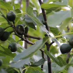 Vijg (Ficus Carica) -Aanbiedingen Tuin Verrassing Winkel ficus carica 1