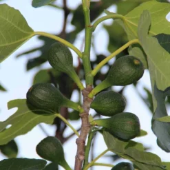 Vijg (Ficus Carica) -Aanbiedingen Tuin Verrassing Winkel ficus carica 2