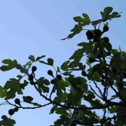 Vijg Op Stam (Ficus Carica) -Aanbiedingen Tuin Verrassing Winkel ficus carica 3