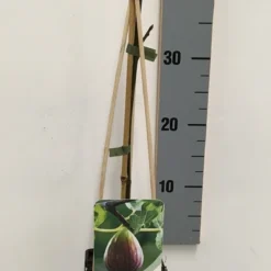 Vijg (Ficus Carica) -Aanbiedingen Tuin Verrassing Winkel ficus carica 50 60 c2