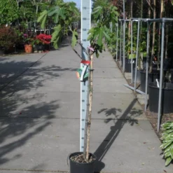 Vijg Op Stam (Ficus Carica) -Aanbiedingen Tuin Verrassing Winkel ficus carica halfstam c15