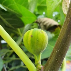 Vijg (Ficus Carica 'Panache') -Aanbiedingen Tuin Verrassing Winkel ficuscaricapanache01