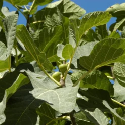 Vijg (Ficus Carica 'Panache') -Aanbiedingen Tuin Verrassing Winkel ficuscaricavi