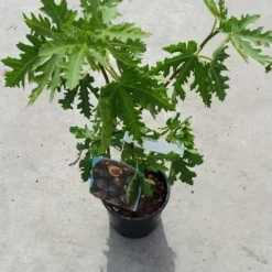 Vijg (Ficus Carica 'Ice Crystal') -Aanbiedingen Tuin Verrassing Winkel ficusicecrystal03