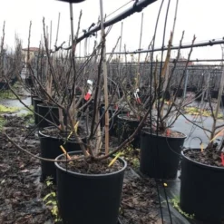 Vijg (Ficus Carica 'Panache') -Aanbiedingen Tuin Verrassing Winkel ficuspanache