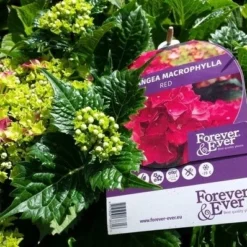 Hortensia Rood (Hydrangea 'Forever&Ever') -Aanbiedingen Tuin Verrassing Winkel foreverandever red01b