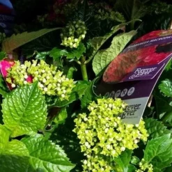 Hortensia Rood (Hydrangea 'Forever&Ever') -Aanbiedingen Tuin Verrassing Winkel foreverandever red02