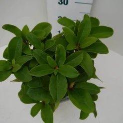 Rhododendron (Rhododendron 'Germania') -Aanbiedingen Tuin Verrassing Winkel germania c2 boven