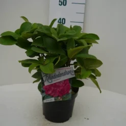 Rhododendron (Rhododendron 'Germania') -Aanbiedingen Tuin Verrassing Winkel germania c2 voor
