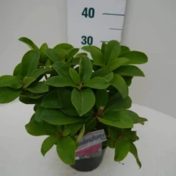 Rhododendron (Rhododendron 'Germania') -Aanbiedingen Tuin Verrassing Winkel germania c2 zij