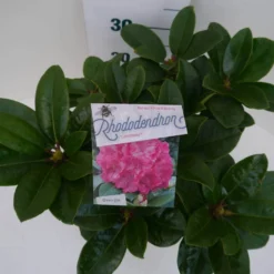 Rhododendron (Rhododendron 'Germania') -Aanbiedingen Tuin Verrassing Winkel germania c5 boven