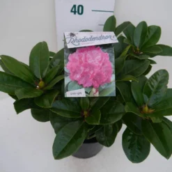 Rhododendron (Rhododendron 'Germania') -Aanbiedingen Tuin Verrassing Winkel germania c5 zij