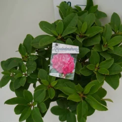 Rhododendron (Rhododendron 'Germania') -Aanbiedingen Tuin Verrassing Winkel germania c7.5 boven