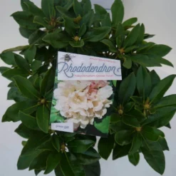 Dwergrhododendron (Rhododendron 'Golden Torch') -Aanbiedingen Tuin Verrassing Winkel golden torch c4 boven
