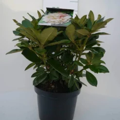 Dwergrhododendron (Rhododendron 'Golden Torch') -Aanbiedingen Tuin Verrassing Winkel golden torch c4 voor