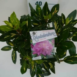Rhododendron (Rhododendron 'Goldflimmer') -Aanbiedingen Tuin Verrassing Winkel goldflimmer c5 boven