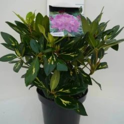 Rhododendron (Rhododendron 'Goldflimmer') -Aanbiedingen Tuin Verrassing Winkel goldflimmer c5 voor
