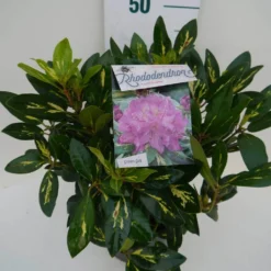 Rhododendron (Rhododendron 'Goldflimmer') -Aanbiedingen Tuin Verrassing Winkel goldflimmer c5 zij